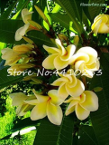 Plumeria Seed Frangipani Hawaiian Lei Flower