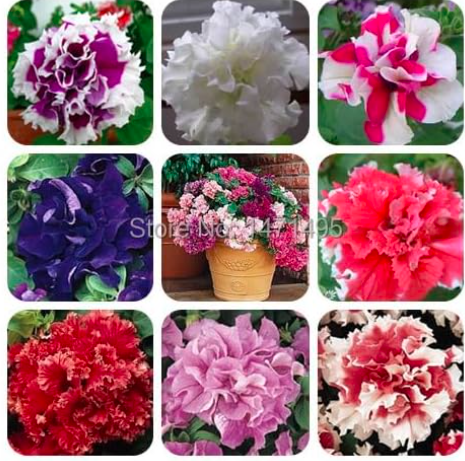 Petunia Petals Double Waterfall Pluguglies Flower Seeds