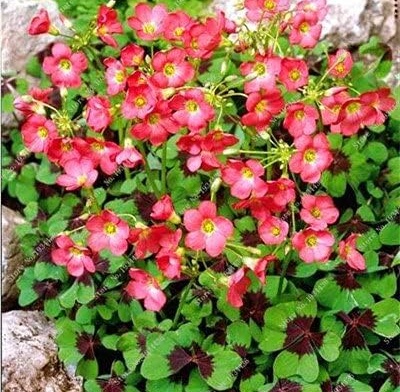 Red Oxalis Versicolor Flowers Seeds for Garden Home Planting Flowers (Color: 23)