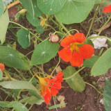 Royal Scarlet' Red Nasturtium Seeds - Edible Flowers, Peppery Leaves for Salads, Fast-Growing Vine for Trellis