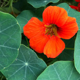 Royal Scarlet' Red Nasturtium Seeds - Edible Flowers, Peppery Leaves for Salads, Fast-Growing Vine for Trellis