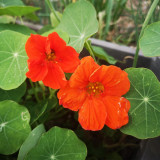 Royal Scarlet' Red Nasturtium Seeds - Edible Flowers, Peppery Leaves for Salads, Fast-Growing Vine for Trellis