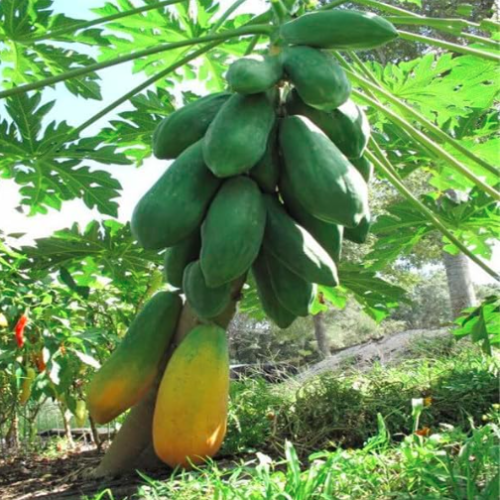 Papaya Plant Seeds Tree Organic Carica Papaya
