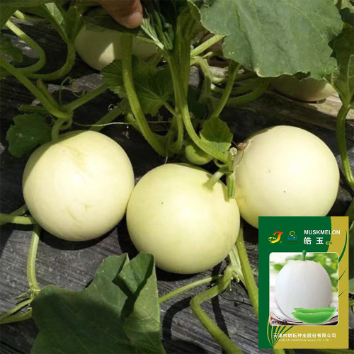 Haoyu Sweet Melon Seeds - Premium Hybrid White-Skin Melon, Jade-Green Flesh, High Brix 18°