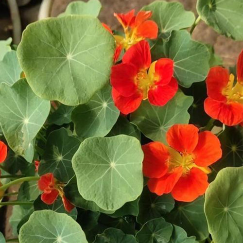 Royal Scarlet' Red Nasturtium Seeds - Edible Flowers, Peppery Leaves for Salads, Fast-Growing Vine for Trellis