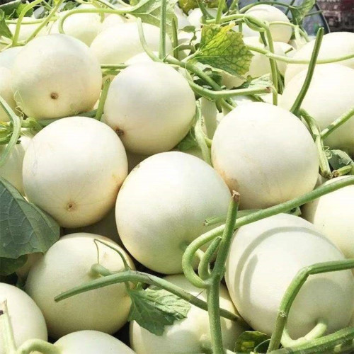 Haoyu Sweet Melon Seeds - Premium Hybrid White-Skin Melon, Jade-Green Flesh, High Brix 18°