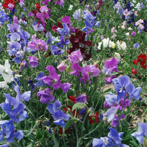 Royal Symphony' Sweet Pea Mixed Seeds - Colors Fragrant Blooms for Cut Flower Garden