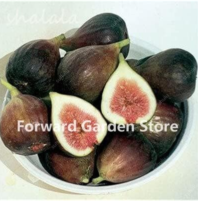 Fruit Figs Seeds Edible Sweet Fruit (Color: 1)