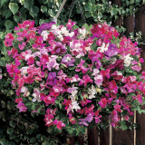 Royal Symphony' Sweet Pea Mixed Seeds - Colors Fragrant Blooms for Cut Flower Garden