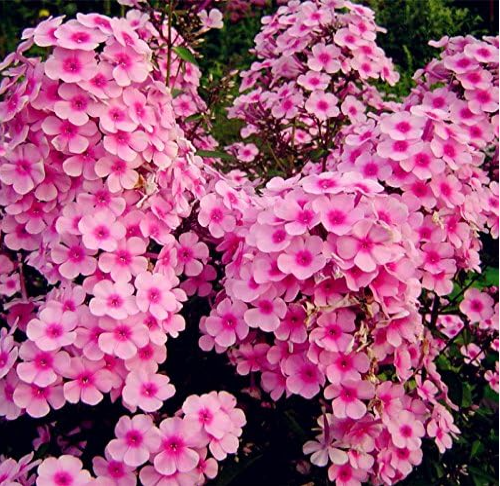 Outdoor perennial PHLOX Seed planting Phlox Flower