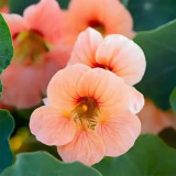 Peach Blossom' Nasturtium Seeds - Fast-Growing, Edible Flowers, Single-Petaled Blooms for Containers & Trellises