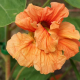 Peach Blossom' Nasturtium Seeds - Fast-Growing, Edible Flowers, Single-Petaled Blooms for Containers & Trellises