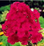 Outdoor perennial PHLOX Seed planting Phlox Flower