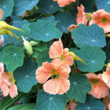 Peach Blossom' Nasturtium Seeds - Fast-Growing, Edible Flowers, Single-Petaled Blooms for Containers & Trellises