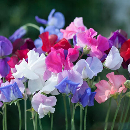 Royal Symphony' Sweet Pea Mixed Seeds - Colors Fragrant Blooms for Cut Flower Garden