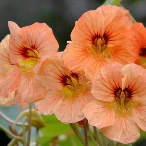 Peach Blossom' Nasturtium Seeds - Fast-Growing, Edible Flowers, Single-Petaled Blooms for Containers & Trellises
