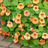 Peach Blossom' Nasturtium Seeds - Fast-Growing, Edible Flowers, Single-Petaled Blooms for Containers & Trellises