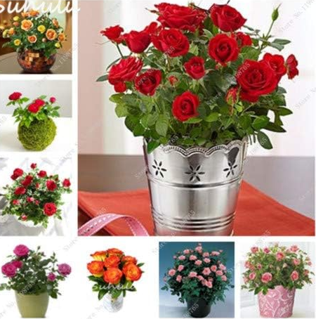 Mixed Dwarf Rose Mini Seed Perennial Rose Flower for Home Garden