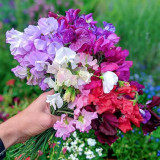 Royal Symphony' Sweet Pea Mixed Seeds - Colors Fragrant Blooms for Cut Flower Garden