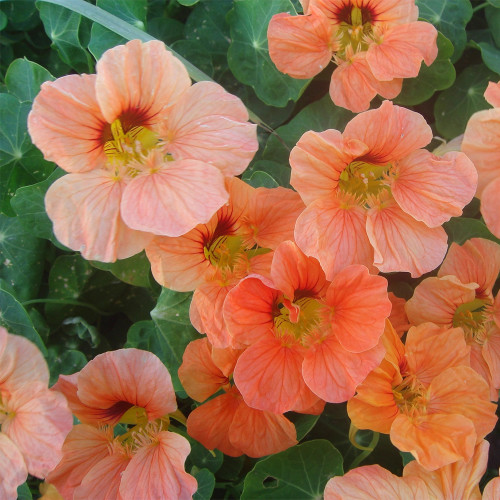 Peach Blossom' Nasturtium Seeds - Fast-Growing, Edible Flowers, Single-Petaled Blooms for Containers & Trellises