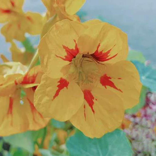 Sunburst' Yellow Nasturtium Seeds - Easy Grow, Poor Soil Tolerant, Ornamental and Edible Garden