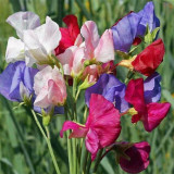 Royal Symphony' Sweet Pea Mixed Seeds - Colors Fragrant Blooms for Cut Flower Garden
