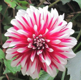 Dahlia Chinese Flower Seed Plants for Garden Seed - (Color: pink2)