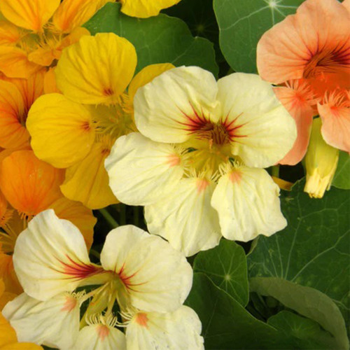 Sunburst' Yellow Nasturtium Seeds - Easy Grow, Poor Soil Tolerant, Ornamental and Edible Garden