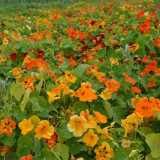 Aurora Nasturtium Mix Seeds - Easy to Grow, Edible Flowers for Containers & Gardens
