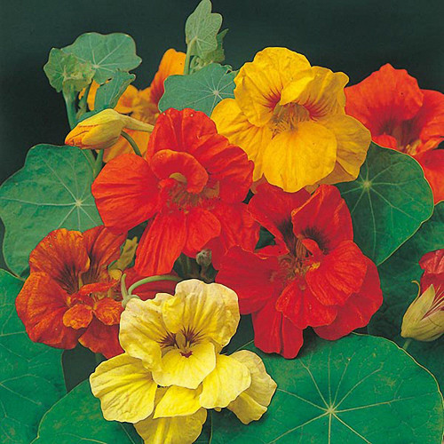 Aurora Nasturtium Mix Seeds - Easy to Grow, Edible Flowers for Containers & Gardens