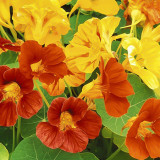 Aurora Nasturtium Mix Seeds - Easy to Grow, Edible Flowers for Containers & Gardens