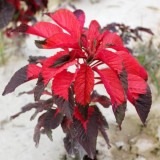 Crimson Majesty' Amaranth Seeds - Vibrant Red Leaves, Tall Ornamental Edible Leaf Plant