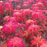 Crimson Majesty' Amaranth Seeds - Vibrant Red Leaves, Tall Ornamental Edible Leaf Plant