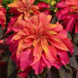 Crimson Majesty' Amaranth Seeds - Vibrant Red Leaves, Tall Ornamental Edible Leaf Plant
