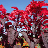 Crimson Majesty' Amaranth Seeds - Vibrant Red Leaves, Tall Ornamental Edible Leaf Plant