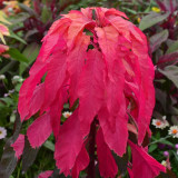 Crimson Majesty' Amaranth Seeds - Vibrant Red Leaves, Tall Ornamental Edible Leaf Plant