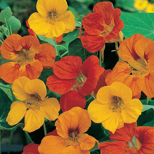 Aurora Nasturtium Mix Seeds - Easy to Grow, Edible Flowers for Containers & Gardens