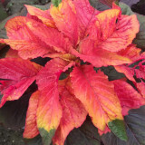 Crimson Majesty' Amaranth Seeds - Vibrant Red Leaves, Tall Ornamental Edible Leaf Plant