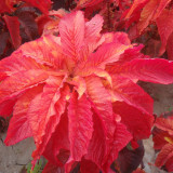 Crimson Majesty' Amaranth Seeds - Vibrant Red Leaves, Tall Ornamental Edible Leaf Plant