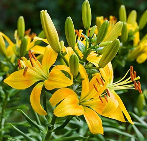 Lily Seed Plants Yellow  Lily Flower