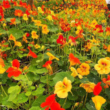 Aurora Nasturtium Mix Seeds - Easy to Grow, Edible Flowers for Containers & Gardens