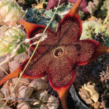 Stapelia Seeds Mix - Rare Carrion Flower Succulent Collection for Planting