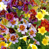 Painted Tongue Seeds - Rare Mixed Color Annual Flowers for Cut Bouquets & Gardens