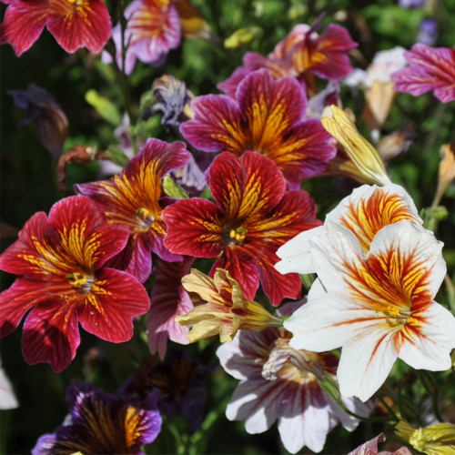 Painted Tongue Seeds - Rare Mixed Color Annual Flowers for Cut Bouquets & Gardens