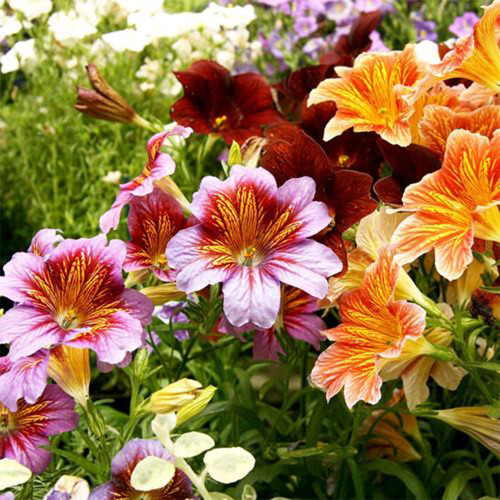 Painted Tongue Seeds - Rare Mixed Color Annual Flowers for Cut Bouquets & Gardens