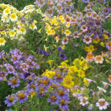 Painted Tongue Seeds - Rare Mixed Color Annual Flowers for Cut Bouquets & Gardens