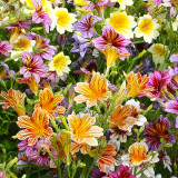 Painted Tongue Seeds - Rare Mixed Color Annual Flowers for Cut Bouquets & Gardens
