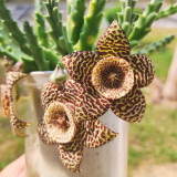 Stapelia Seeds Mix - Rare Carrion Flower Succulent Collection for Planting
