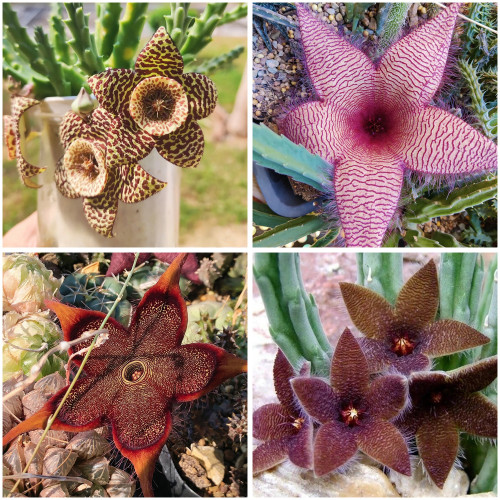 Stapelia Seeds Mix - Rare Carrion Flower Succulent Collection for Planting