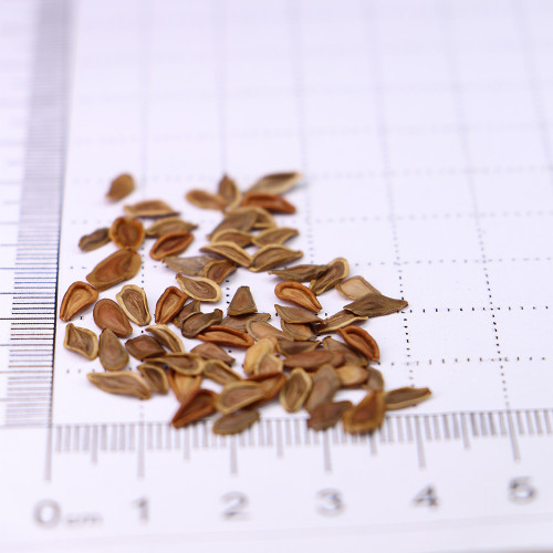 Stapelia Seeds Mix - Rare Carrion Flower Succulent Collection for Planting